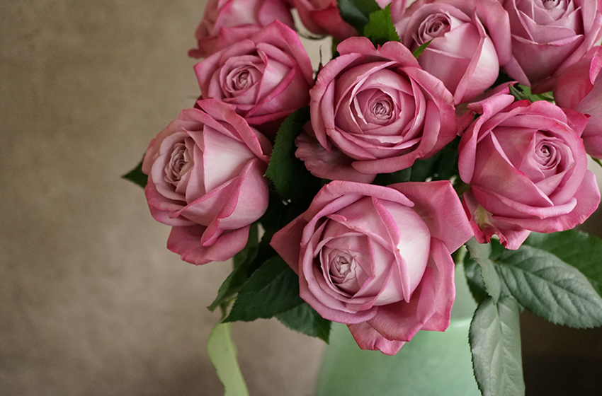 バラ(薔薇)の花言葉　一覧ガイド　本数と色で想いを伝えよう