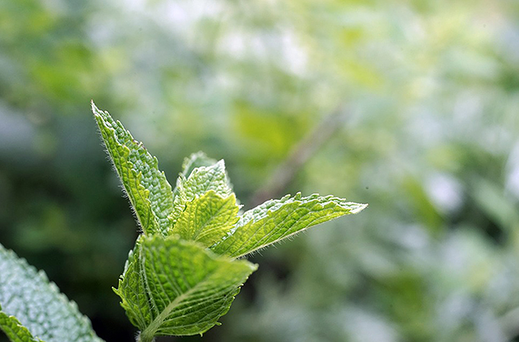 アロマで虫除け 精油おすすめ6選 作り方 虫刺され予防と刺された時の対処もご紹介